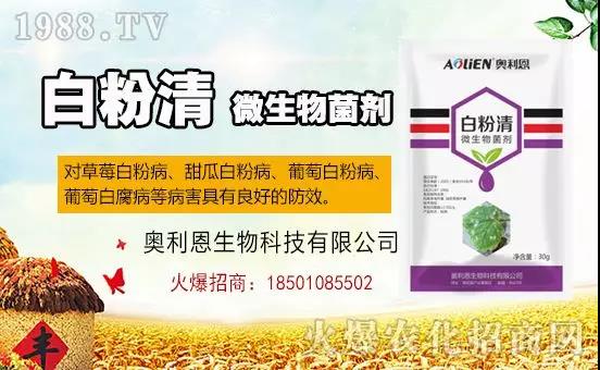 �׷۲�������(f��)�y�p���� ӛס�@��(g��)ˎ����Ч���ΰ׷۲����P����