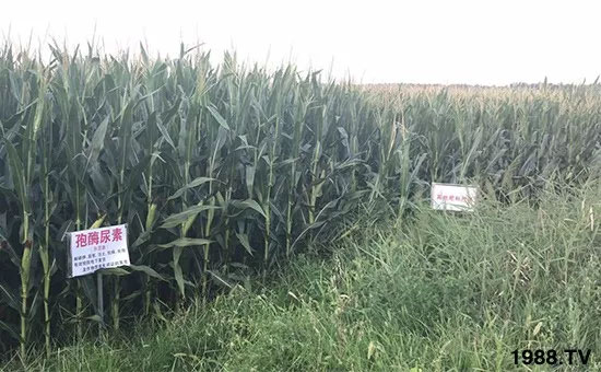 �ٿ���С�����a(ch��n)1471�����pø����ȫ�����������߮a(ch��n)������(d��ng)֮�o����