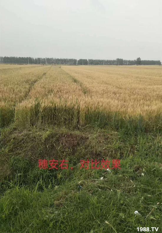 С����ù��Σ�����c(di��n)������С����ù����ʲôˎ��