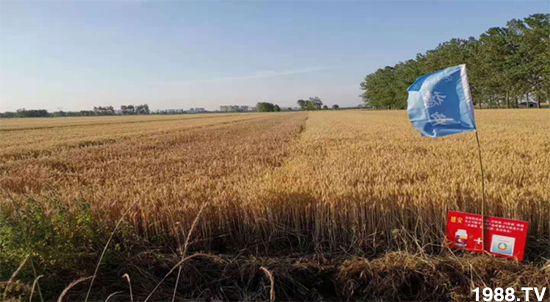 С����ù��Σ�����c(di��n)������С����ù����ʲôˎ��