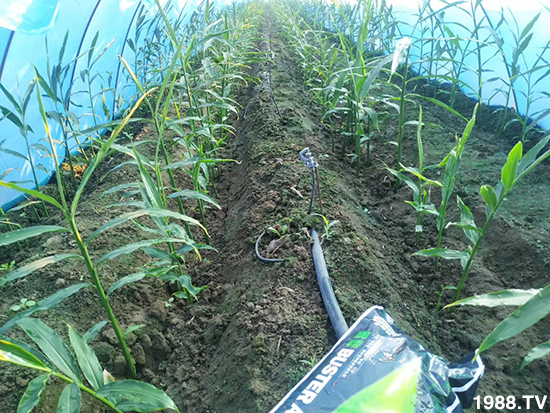     ���׌�Nֲ׃�ø��p�ɣ�һ��(g��)�ײ���ȫ���䷽����˹�ش󽪠I�B(y��ng)�ײͷ�����