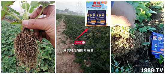     ���׌�Nֲ׃�ø��p����һ��(g��)�ײ���ȫ���䷽����˹�ش󽪠I�B(y��ng)�ײͷ�����