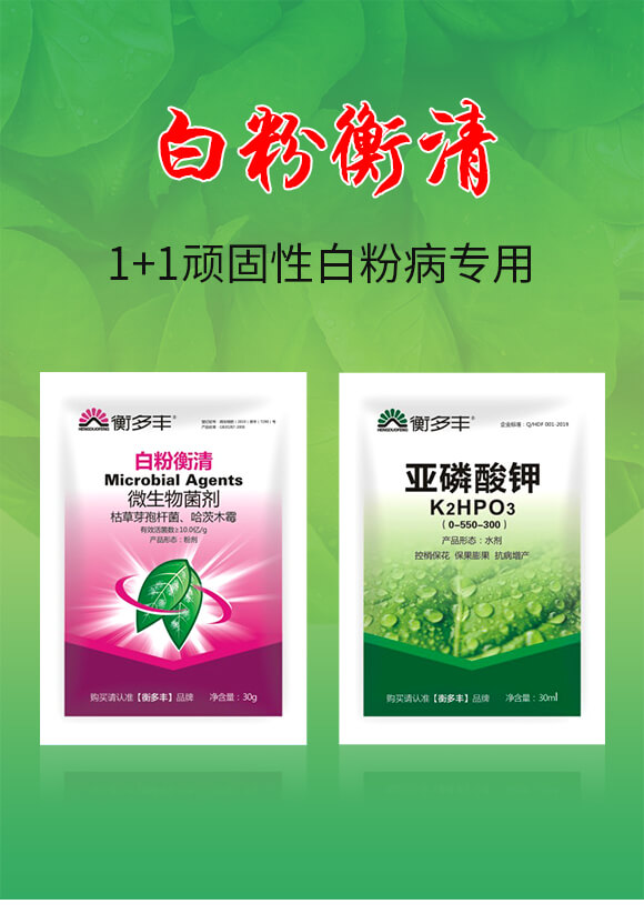 1+1�B���԰׷۲�����-�׷ۺ���-����S_01