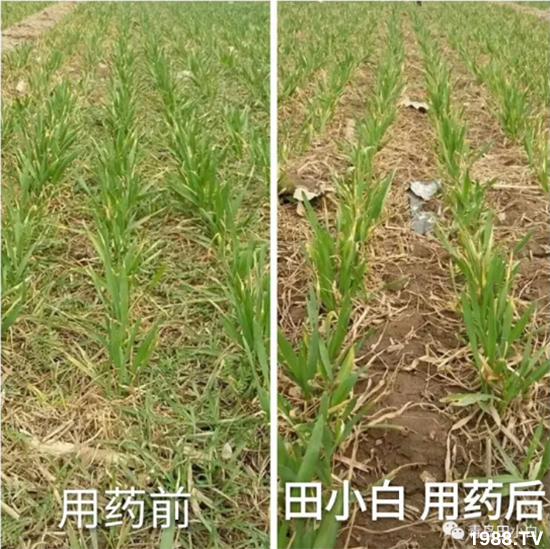 ��(ji��)��(ji��)��Σ����(y��n)����ô����ʲôˎ��Ч���ã�