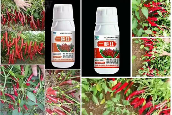 ���t�����95%���߼t�����~�����뷭�׷�����������һ���t��