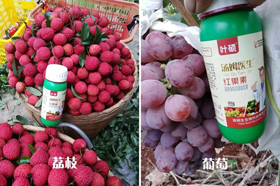 �t���ء�ֻ���D(zhu��n)ɫ�������D(zhu��n)ɫ���������߼t���ó���