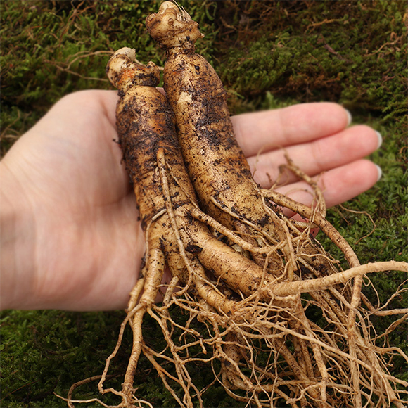 �˅���(zhu��n)��΢�������-ʢ̩����2