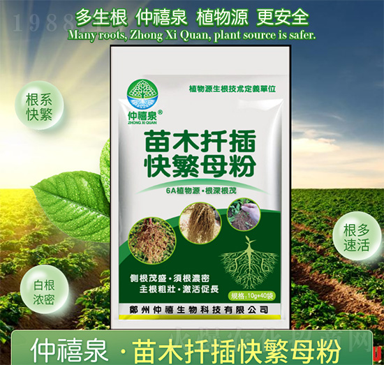 ��ľǤ��췱ĸ��-����Ȫ